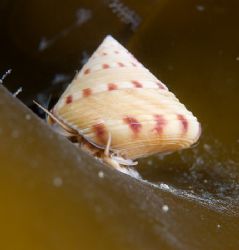 Painted top shell.D200,60mm. by Derek Haslam 